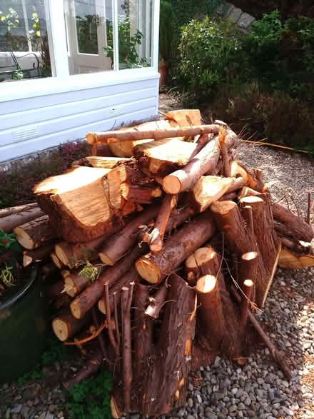 Photo of free Chopped wood (Wormit DD6) #3