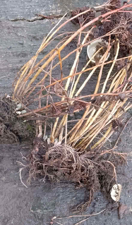 Photo of free Red sedum plants (Dearnley OL15) #1