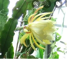 Photo of free Epiphyllum (Desert Orchid Cactus) Plants (10) (Sunninghill SL5) #2