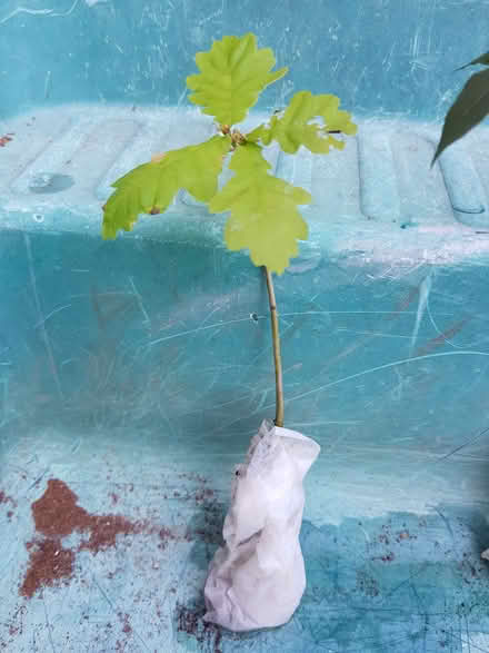 Photo of free Oak seedling (Blacklands TN34) #1