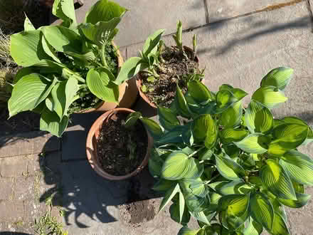 Photo of free 4 pots of Hostas (Central Fordingbridge (SP6)) #3