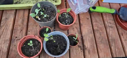 Photo of free Radish seedlings in pots (Warwickshire CV34) #1