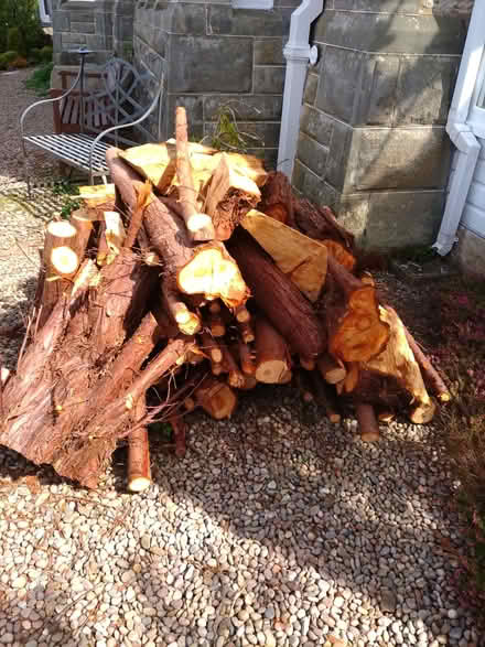 Photo of free Chopped wood (Wormit DD6) #1