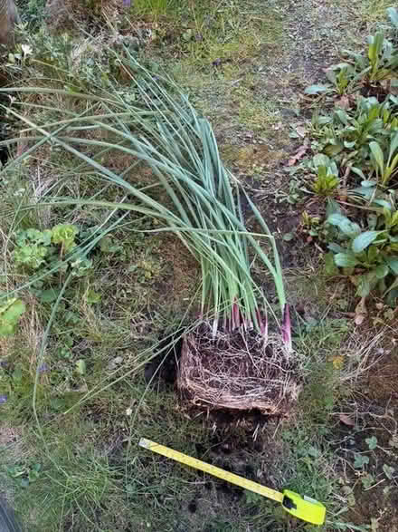 Photo of free Bare rooted irises (Allerton L18) #1