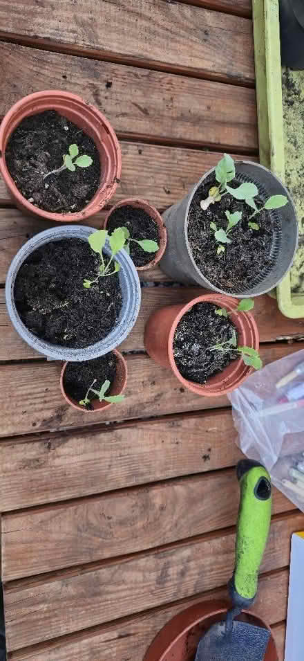 Photo of free Radish seedlings in pots (Bishops Tachbrook CV34) #1