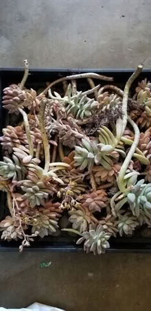 Photo of free Plants and cuttings #1