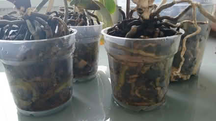 Photo of free Pink and white orchids (Shipley) #1