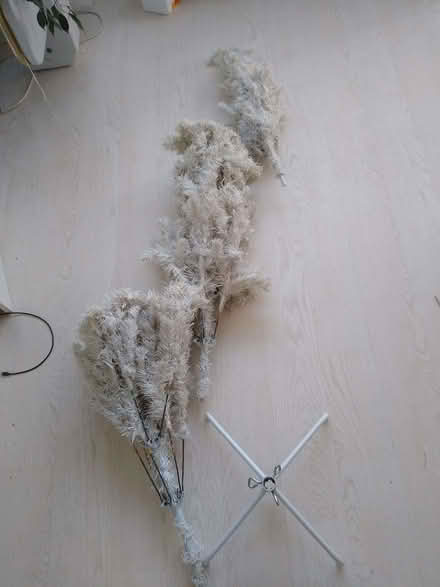 Photo of free Xmas tree (Lion Gate TW9) #1