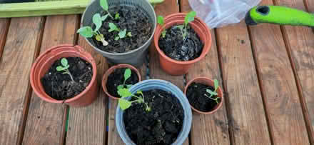 Photo of free Radish seedlings in pots (Warwickshire CV34) #2