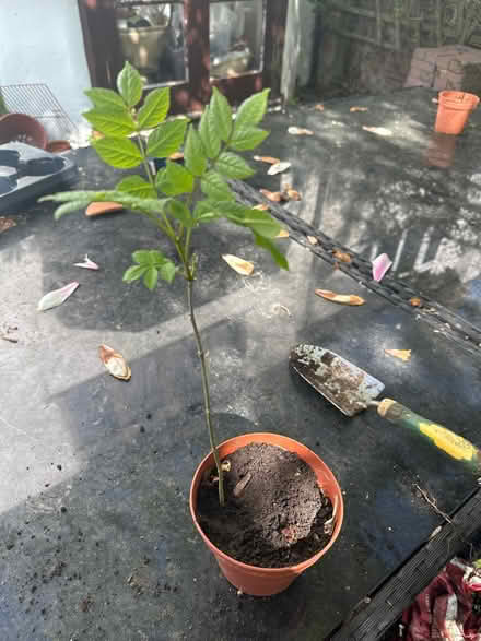 Photo of free Ash Sapling (Sanderstead) #1
