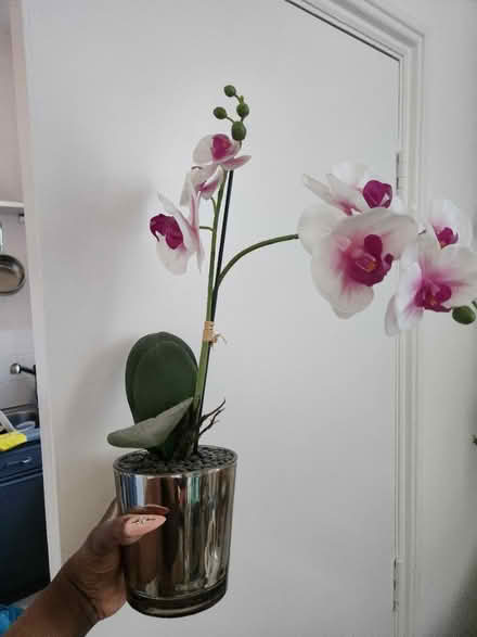 Photo of free Fake plants (W9 2AT) #3