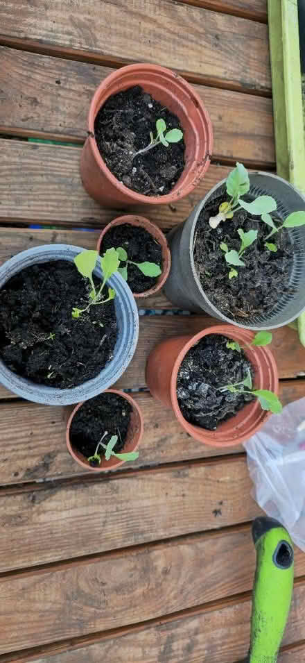 Photo of free Radish seedlings in pots (Bishops Tachbrook CV34) #2