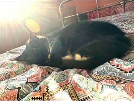 Photo of free King Size Reversible Duvet cover and 2 pillow cases (Harringay Green Lanes N4) #3