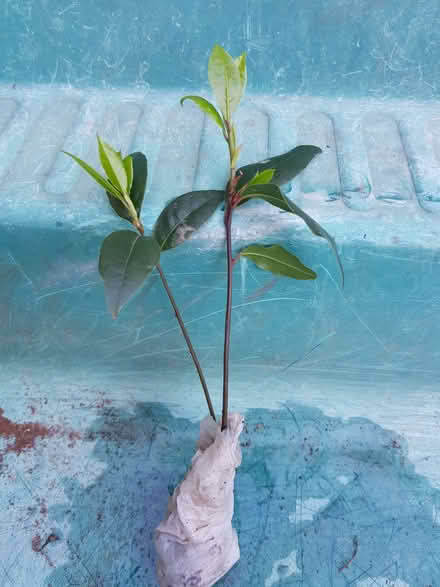 Photo of free Bay tree seedlings (Blacklands TN34) #2