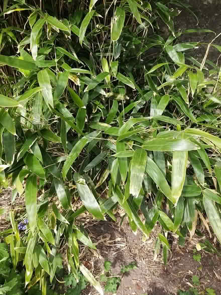 Photo of free Bamboo (AB10) #1