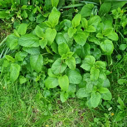 Photo of free Outdoor Plants (Bray, Co Wicklow) #1