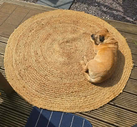 Photo of free Round jute rug (G75 8PQ) #1