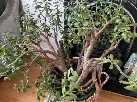Photo of free Large Plant (Chingford) #2