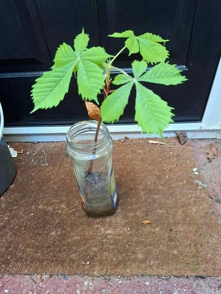 Photo of free Horse chestnut tree sapling (Bognor (Town centre) PO21) #1