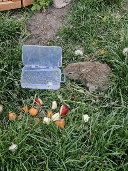 Photo of rabbit hutch (SL9) #1