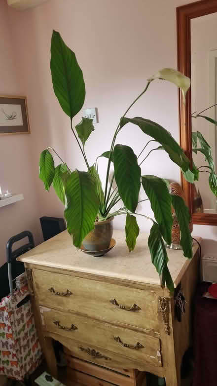 Photo of free Indoor Plant (Bray, Co Wicklow) #1