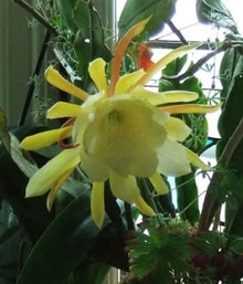 Photo of free Epiphyllum (Desert Orchid Cactus) Plants (10) (Sunninghill SL5) #1