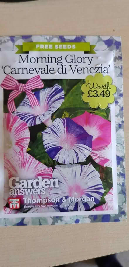 Photo of free Morning glory seeds (Abingdon Oxfordshire OX14) #2
