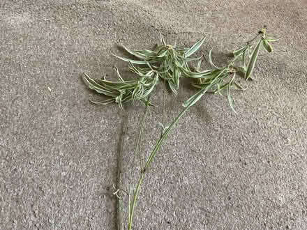 Photo of free Stem with spider plant plantlets (Walker NE6) #1