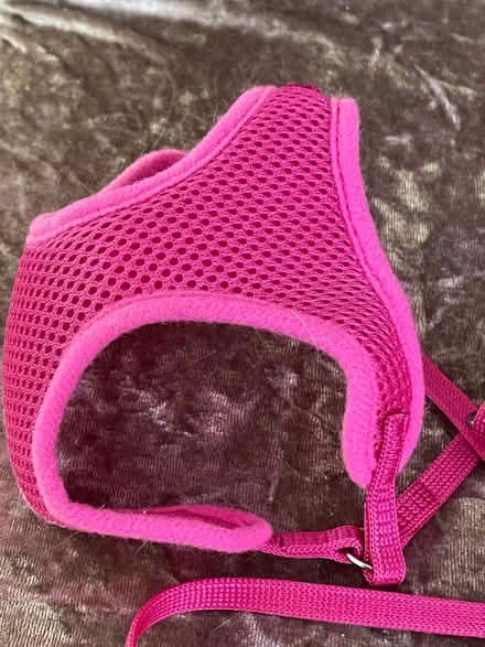 Photo of free New puppy retractable lead + mesh harness / pink (Furzton MK4) #4