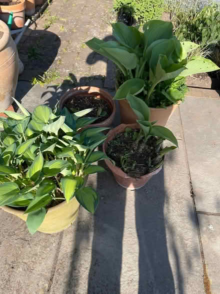 Photo of free 4 pots of Hostas (Central Fordingbridge (SP6)) #1