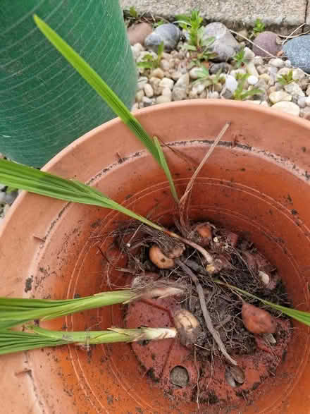 Photo of free Fire red crocosmia (Dunfermline KY12) #1