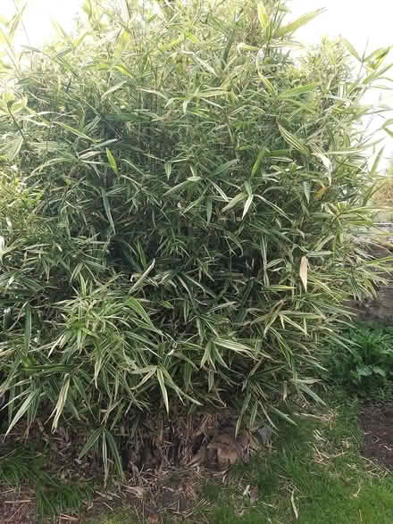 Photo of free Bamboo (AB10) #4