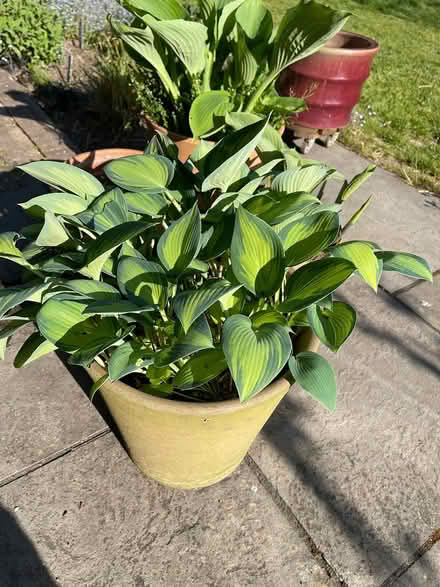 Photo of free 4 pots of Hostas (Central Fordingbridge (SP6)) #2