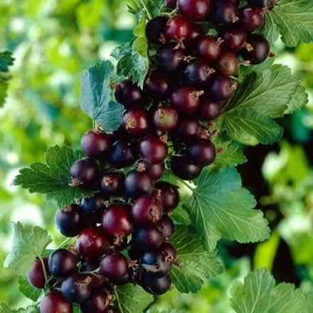 Photo of free Rooted jostaberry cutting (City Centre NR1) #1