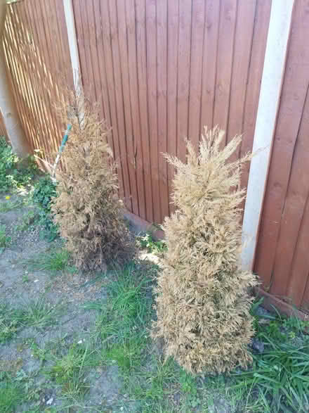 Photo of free Two Thujas tress to save (Dunstable) #1