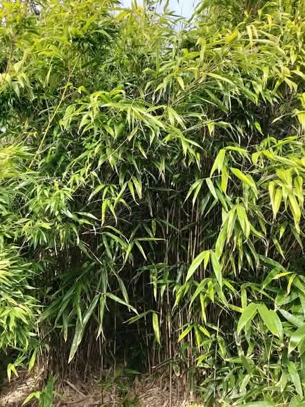 Photo of free Bamboo (AB10) #2