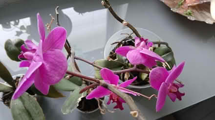 Photo of free Pink and white orchids (Shipley) #2