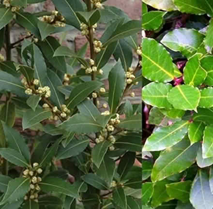 Photo of Bay leaves (Thornton Heath) #1