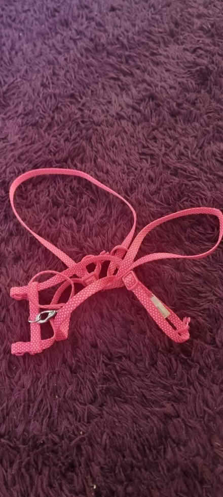 Photo of free Cat harness (Hampstead Garden Suburb, NW11) #1