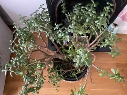 Photo of free Large Plant (Chingford) #1