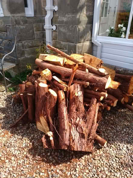 Photo of free Chopped wood (Wormit DD6) #2