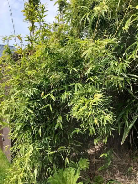 Photo of free Bamboo (AB10) #3