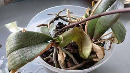 Photo of free Pink and white orchids (Shipley) #4