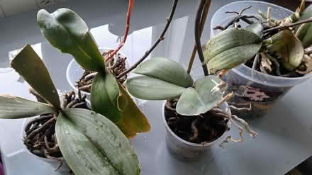 Photo of free Pink and white orchids (Shipley) #3