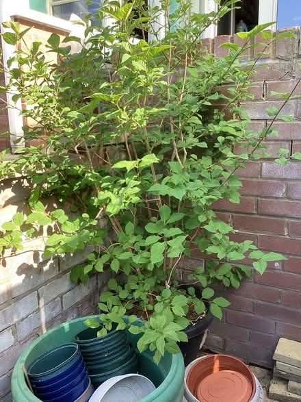 Photo of free Flowering plant (Hughenden Avenue HP13) #1