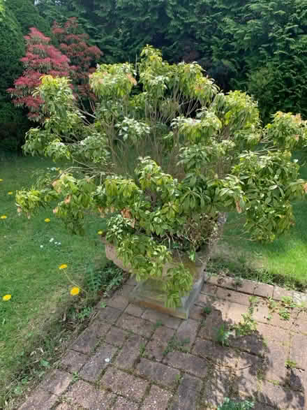 Photo of free 2 outdoor plants (Durham DH1) #2