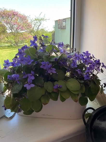 Photo of free Unusual African violets no pot (Erlestoke Devizes SN10) #1