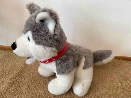 Photo of free Toy Stuffed Husky (Cupertino - DeAnza and 280) #2