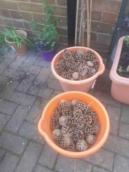 Photo of free Pine cones (buckets not included) (Panshanger AL7) #1
