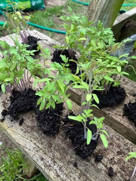Photo of free Yellow cherry tomato seedlings (Chesham HP5) #1
